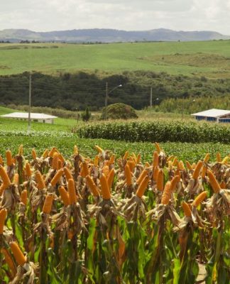 PRODUTIVIDADE RURAL: GOVERNADOR JORGINHO MELLO LANÇA NOVA EDIÇÃO DO PROGRAMA TERRA BOA
