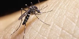 DENGUE EM SANTA CATARINA: OITO MORTES CONFIRMADAS PELA DOENÇA E DUAS SOB INVESTIGAÇÃO