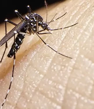 DENGUE EM SANTA CATARINA: OITO MORTES CONFIRMADAS PELA DOENÇA E DUAS SOB INVESTIGAÇÃO