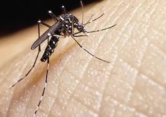 DENGUE EM SANTA CATARINA: OITO MORTES CONFIRMADAS PELA DOENÇA E DUAS SOB INVESTIGAÇÃO