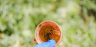 DENGUE 2024 EM SANTA CATARINA: 387% A MAIS QUE NOS PRIMEIROS MESES DO ANO PASSADO