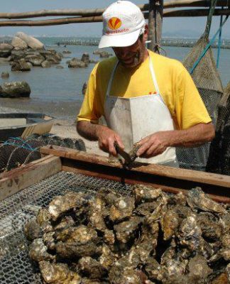 COMERCIALIZAÇÃO E CONSUMO DE OSTRAS E MEXILHÕES ESTÃO PROIBIDOS NO LITORAL DE SANTA CATARINA