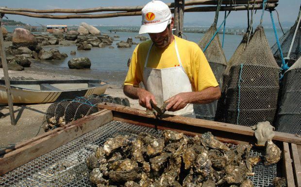 COMERCIALIZAÇÃO E CONSUMO DE OSTRAS E MEXILHÕES ESTÃO PROIBIDOS NO LITORAL DE SANTA CATARINA