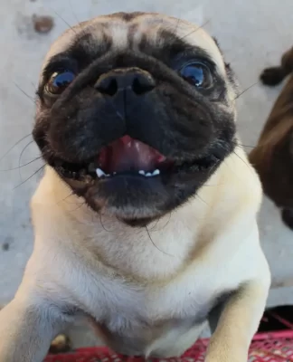 SÃO JOSÉ: LEI MUNICIPAL REFORÇA SANÇÕES PENAIS CONTRA AGRESSORES DE ANIMAIS