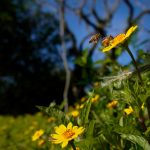 SANTA CATARINA: TEMPO FIRME ABRE A ESTAÇÃO DA PRIMAVERA NO DOMINGO