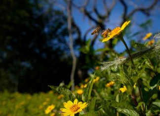 SANTA CATARINA: TEMPO FIRME ABRE A ESTAÇÃO DA PRIMAVERA NO DOMINGO