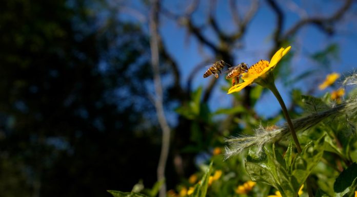 SANTA CATARINA: TEMPO FIRME ABRE A ESTAÇÃO DA PRIMAVERA NO DOMINGO