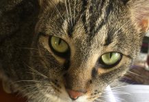 MPSC LANÇA CAMPANHA SOBRE PRÁTICAS DE MAUS-TRATOS CONTRA ANIMAIS