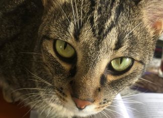 MPSC LANÇA CAMPANHA SOBRE PRÁTICAS DE MAUS-TRATOS CONTRA ANIMAIS