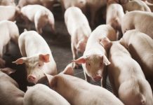 SANTA CATARINA BATEU RECORDE COM EXPORTAÇÃO DE CARNE EM 2024