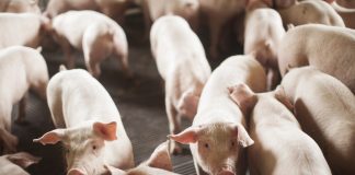 SANTA CATARINA BATEU RECORDE COM EXPORTAÇÃO DE CARNE EM 2024