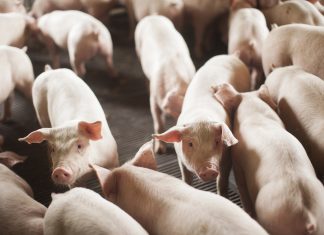 SANTA CATARINA BATEU RECORDE COM EXPORTAÇÃO DE CARNE EM 2024