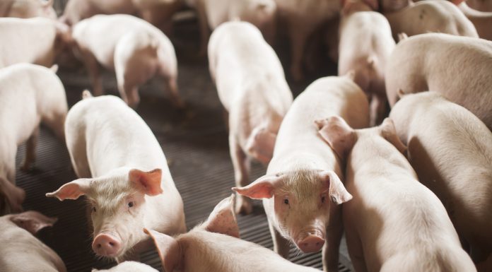 SANTA CATARINA BATEU RECORDE COM EXPORTAÇÃO DE CARNE EM 2024