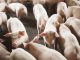 SANTA CATARINA BATEU RECORDE COM EXPORTAÇÃO DE CARNE EM 2024