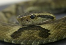 VERÃO EM SANTA CATARINA: ALERTAS SOBRE ACIDENTES COM ANIMAIS PEÇONHENTOS