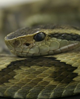 VERÃO EM SANTA CATARINA: ALERTAS SOBRE ACIDENTES COM ANIMAIS PEÇONHENTOS