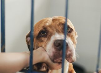 DIBEA DE FLORIANÓPOLIS ABRIGA 200 CÃES RESGATADOS NAS RUAS PARA ADOÇÃO