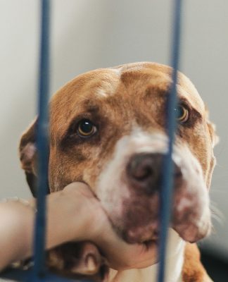 DIBEA DE FLORIANÓPOLIS ABRIGA 200 CÃES RESGATADOS NAS RUAS PARA ADOÇÃO