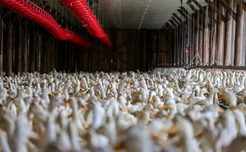 FOCO DE INFLUENZA AVIÁRIA NO RS: SANTA CATARINA EM ESTADO DE ALERTA
