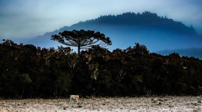 ÀS 23H42 DE HOJE: ESTAÇÃO MAIS FRIA DO ANO CHEGA COM GEADA, CICLONE E PAISAGENS CONGELADAS EM SANTA CATARINA