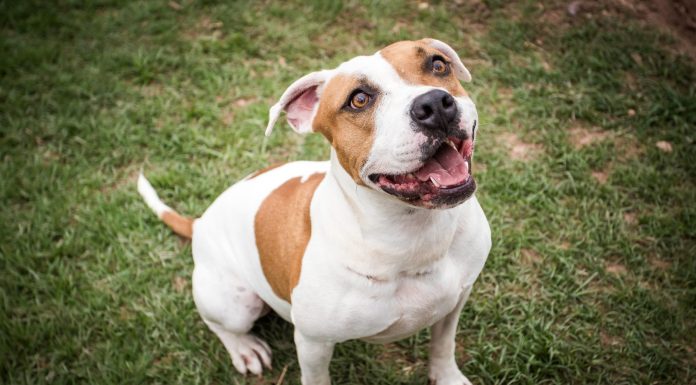 DIBEA REALIZA MUTIRÃO DE CASTRAÇÃO DE CÃES EM FLORIANÓPOLIS