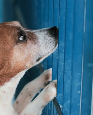“HÓSPEDE” DA DIBEA: BART, O CÃO QUE ESPERA HÁ SETE ANOS POR UM LAR EM FLORIANÓPOLIS