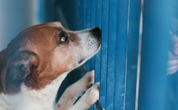 “HÓSPEDE” DA DIBEA: BART, O CÃO QUE ESPERA HÁ SETE ANOS POR UM LAR EM FLORIANÓPOLIS