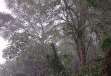 FLORIANÓPOLIS: CHUVAS AINDA NÃO ULTRAPASSARAM OS CHAMADOS PERÍODOS CRÍTICOS