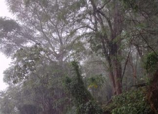 FLORIANÓPOLIS: CHUVAS AINDA NÃO ULTRAPASSARAM OS CHAMADOS PERÍODOS CRÍTICOS