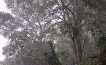 FLORIANÓPOLIS: CHUVAS AINDA NÃO ULTRAPASSARAM OS CHAMADOS PERÍODOS CRÍTICOS