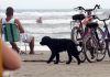 CÂMARA DE VEREADORES DE FLORIANÓPOLIS ATUALIZA REGRAS PARA CIRCULAÇÃO DE ANIMAIS NAS PRAIAS