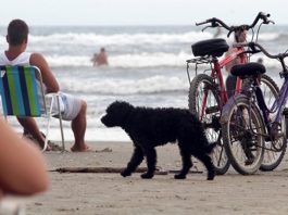 CÂMARA DE VEREADORES DE FLORIANÓPOLIS ATUALIZA REGRAS PARA CIRCULAÇÃO DE ANIMAIS NAS PRAIAS