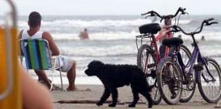 CÂMARA DE VEREADORES DE FLORIANÓPOLIS ATUALIZA REGRAS PARA CIRCULAÇÃO DE ANIMAIS NAS PRAIAS