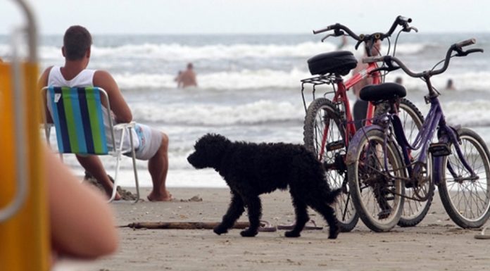 CÂMARA DE VEREADORES DE FLORIANÓPOLIS ATUALIZA REGRAS PARA CIRCULAÇÃO DE ANIMAIS NAS PRAIAS