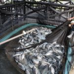 ALESC RECEBE NOVOS PROJETOS DE LEI E PEC SOBRE CONSUMO, INCLUSÃO, SAÚDE, EDUCAÇÃO E AGROPECUÁRIA