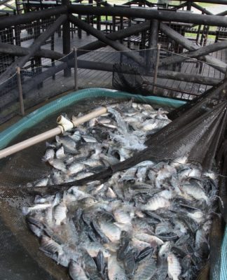 ALESC RECEBE NOVOS PROJETOS DE LEI E PEC SOBRE CONSUMO, INCLUSÃO, SAÚDE, EDUCAÇÃO E AGROPECUÁRIA