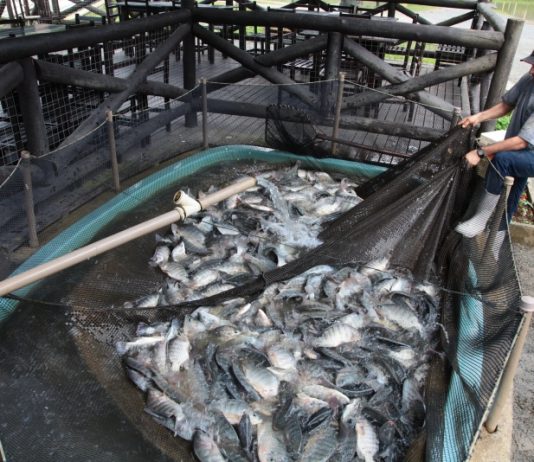 ALESC RECEBE NOVOS PROJETOS DE LEI E PEC SOBRE CONSUMO, INCLUSÃO, SAÚDE, EDUCAÇÃO E AGROPECUÁRIA