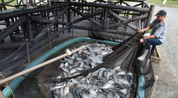 ALESC RECEBE NOVOS PROJETOS DE LEI E PEC SOBRE CONSUMO, INCLUSÃO, SAÚDE, EDUCAÇÃO E AGROPECUÁRIA