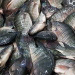 SANTA CATARINA ADOTA “TOLERÂNCIA ZERO” E PROÍBE TILÁPIA DO VIETNÃ POR RISCO SANITÁRIO
