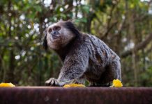 ALERTA DE VERÃO: AUMENTAM ACIDENTES COM SAGUIS E QUATIS EM FLORIANÓPOLIS