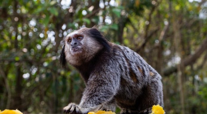 ALERTA DE VERÃO: AUMENTAM ACIDENTES COM SAGUIS E QUATIS EM FLORIANÓPOLIS