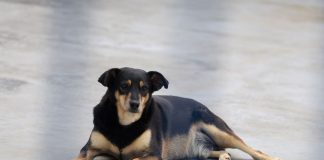 SANTA CATARINA CRIA POLÍTICA ESTADUAL PARA PROTEGER CÃES E GATOS COMUNITÁRIOS