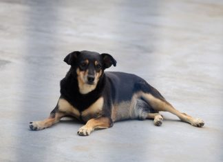 SANTA CATARINA CRIA POLÍTICA ESTADUAL PARA PROTEGER CÃES E GATOS COMUNITÁRIOS