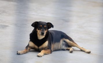 SANTA CATARINA CRIA POLÍTICA ESTADUAL PARA PROTEGER CÃES E GATOS COMUNITÁRIOS