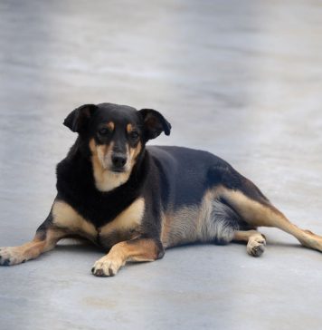 SANTA CATARINA CRIA POLÍTICA ESTADUAL PARA PROTEGER CÃES E GATOS COMUNITÁRIOS