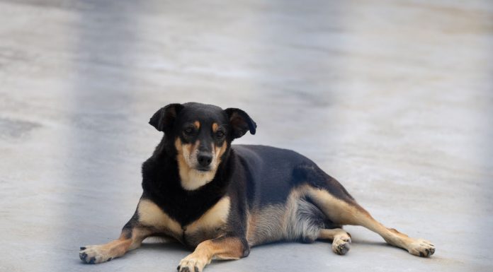 SANTA CATARINA CRIA POLÍTICA ESTADUAL PARA PROTEGER CÃES E GATOS COMUNITÁRIOS