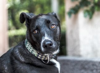 NOVAS LEIS APROVADAS PELA ALESC AMPLIAM PROTEÇÃO E BEM-ESTAR ANIMAL EM SANTA CATARINA