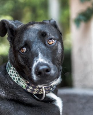 NOVAS LEIS APROVADAS PELA ALESC AMPLIAM PROTEÇÃO E BEM-ESTAR ANIMAL EM SANTA CATARINA