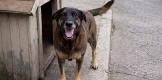 JUSTIÇA DETERMINA REMOÇÃO DE CONTEÚDOS QUE IDENTIFICAM ADOLESCENTES NO CASO DA MORTE DO CÃO ORELHA