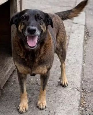 JUSTIÇA DETERMINA REMOÇÃO DE CONTEÚDOS QUE IDENTIFICAM ADOLESCENTES NO CASO DA MORTE DO CÃO ORELHA